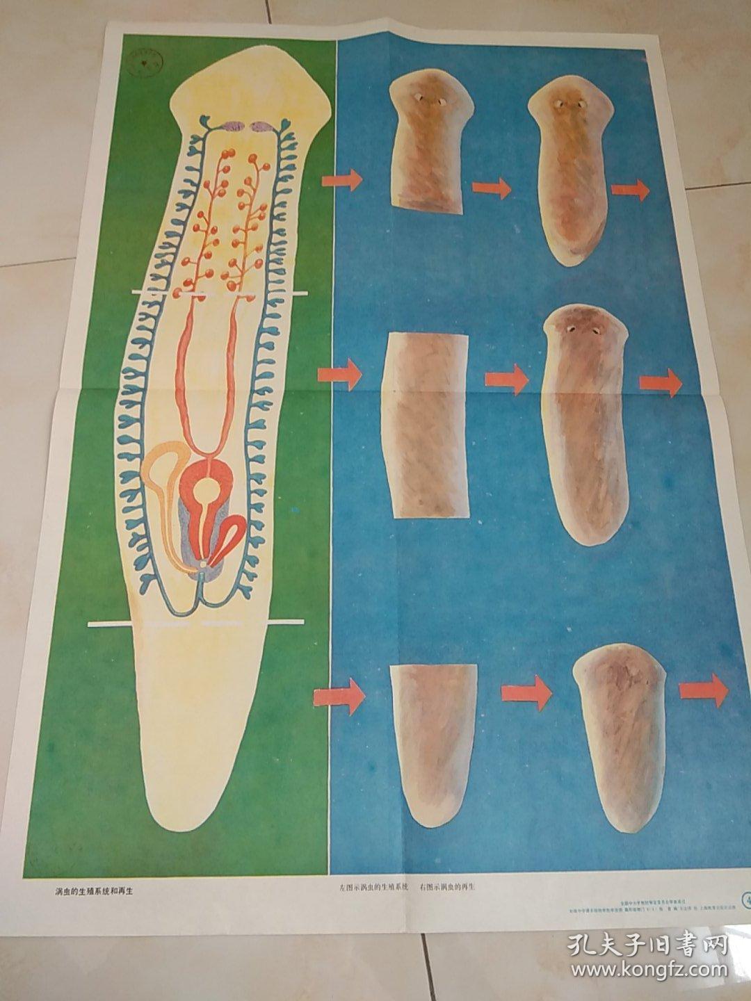 涡虫的横切面示意图.涡虫的生殖系统和再生.