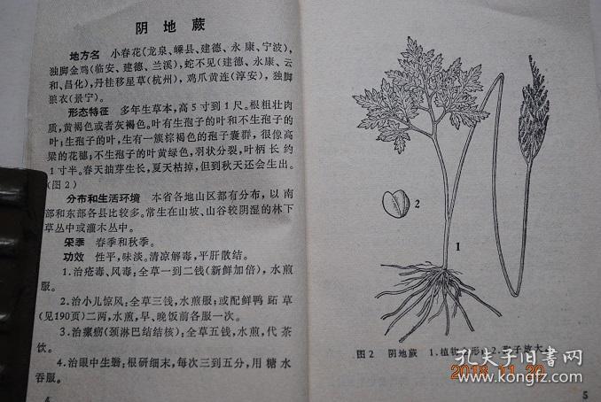 浙江民间常用草药(第一集)【治疗病症索引(疔疮,疖毒,无名肿毒,乳腺炎