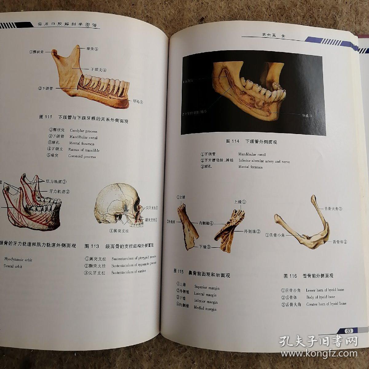 实用口腔解剖学图谱