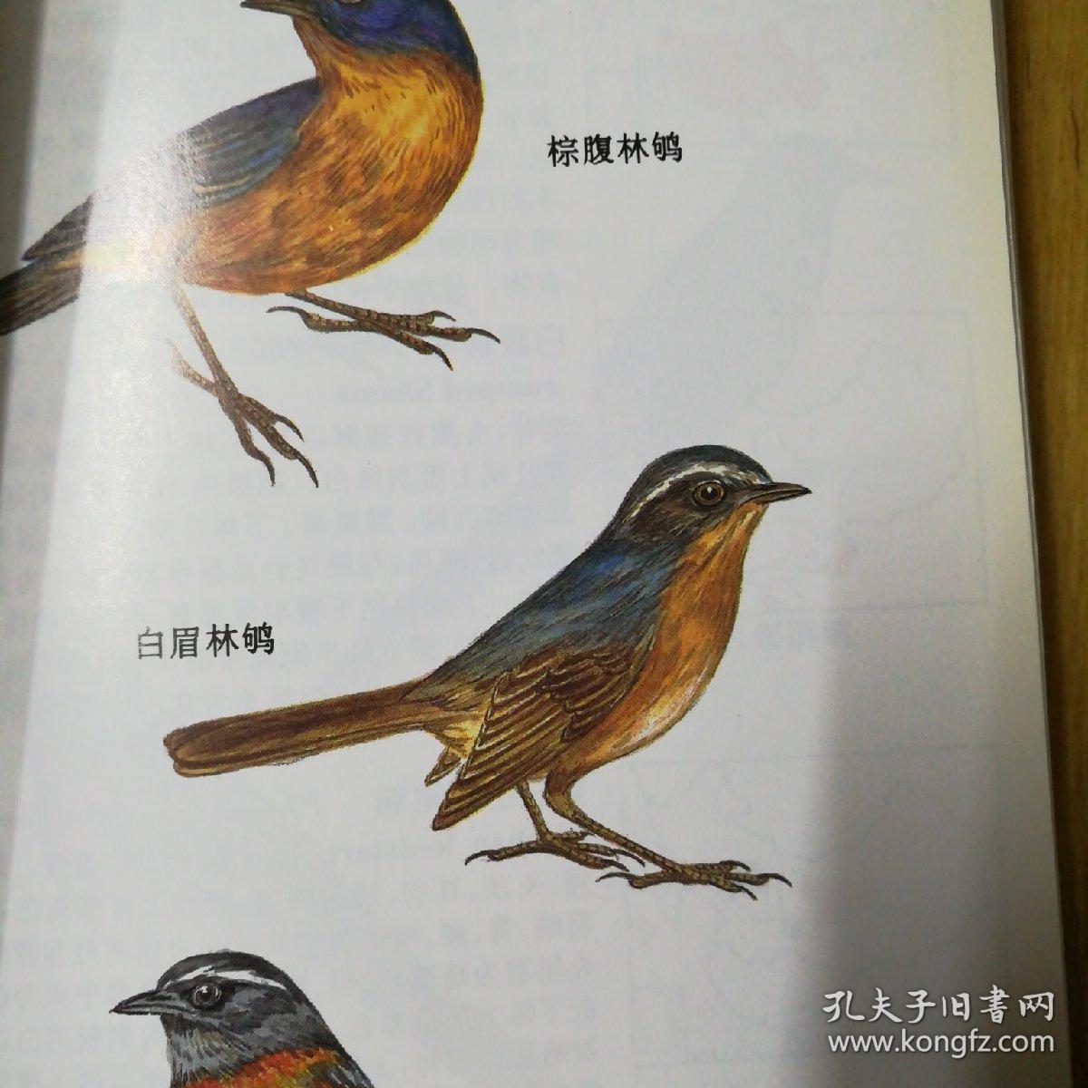 中国鸟类图鉴
