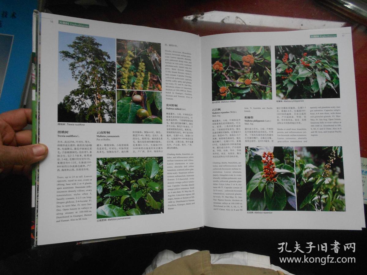 中国高等植物彩色图鉴 第五卷 被子植物 【2016年一版