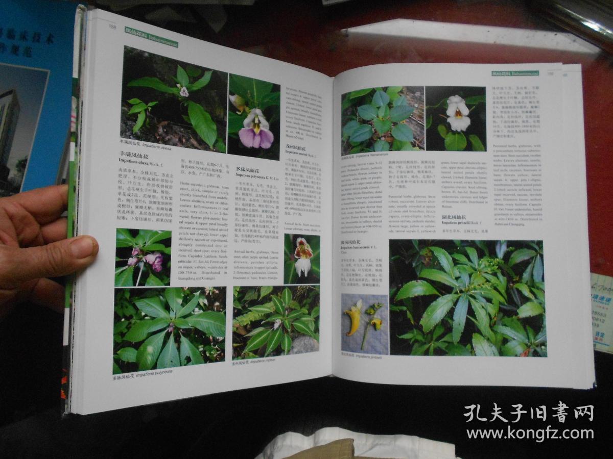 中国高等植物彩色图鉴 第五卷 被子植物 【2016年一版