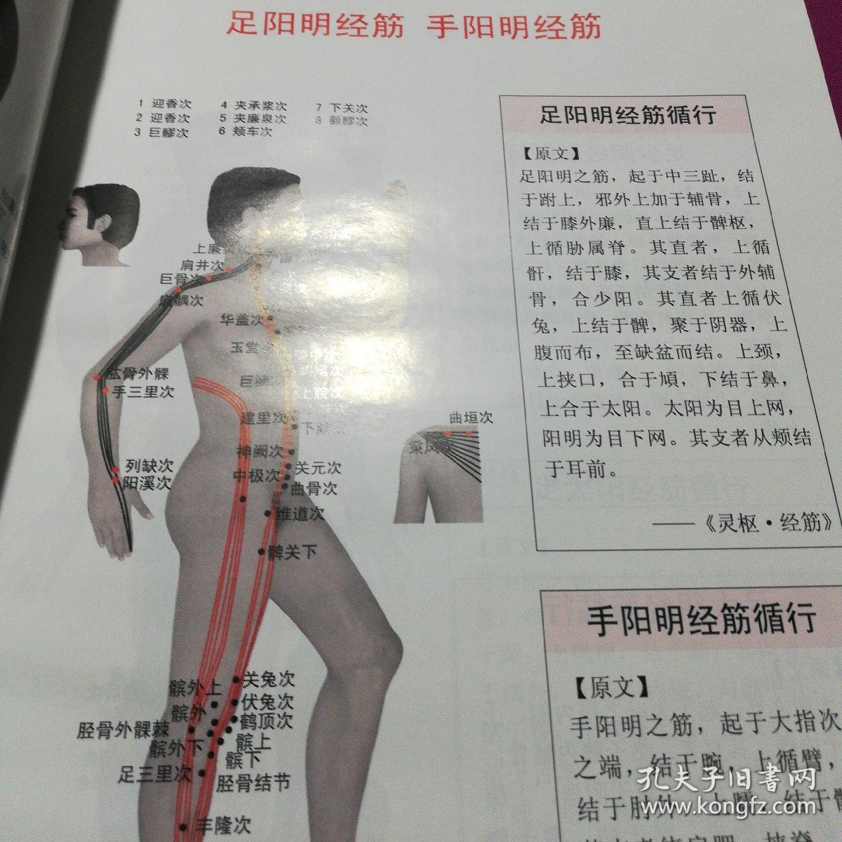 人体经筋循行地图