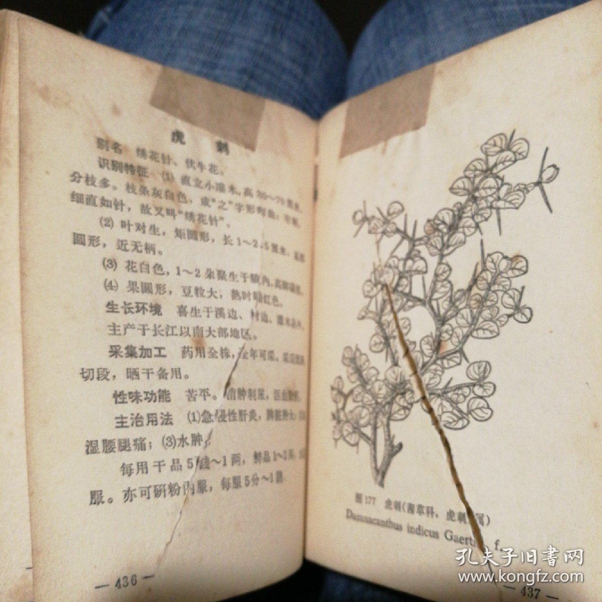 常用中草药手册