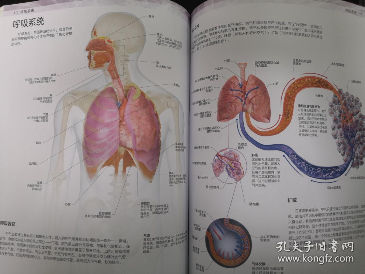 dk人体百科(涂色版)
