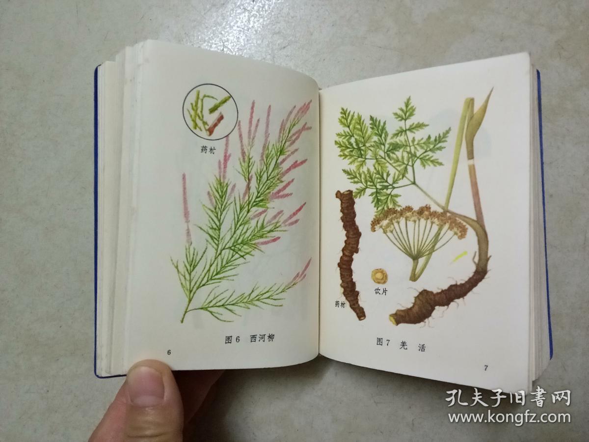 常用中草药图谱【文革书籍 彩色图谱】