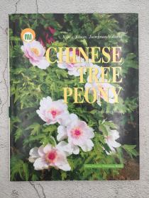 chinese tree peony 中国牡丹