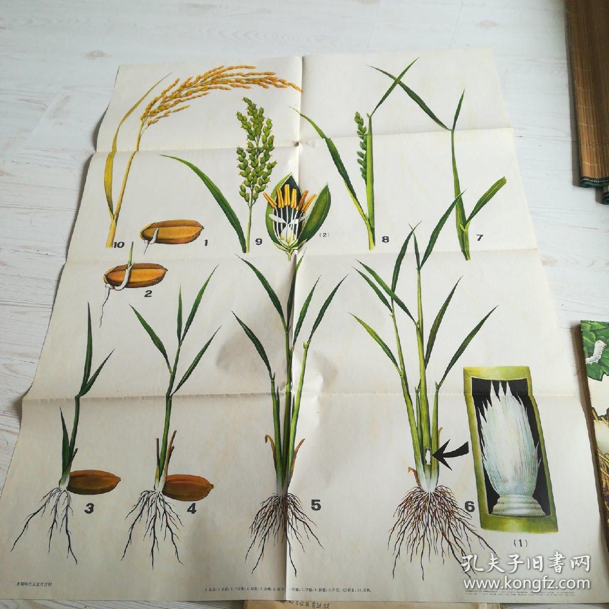 74年中学农业基础知识教学图片1:种子的萌发过程(全套