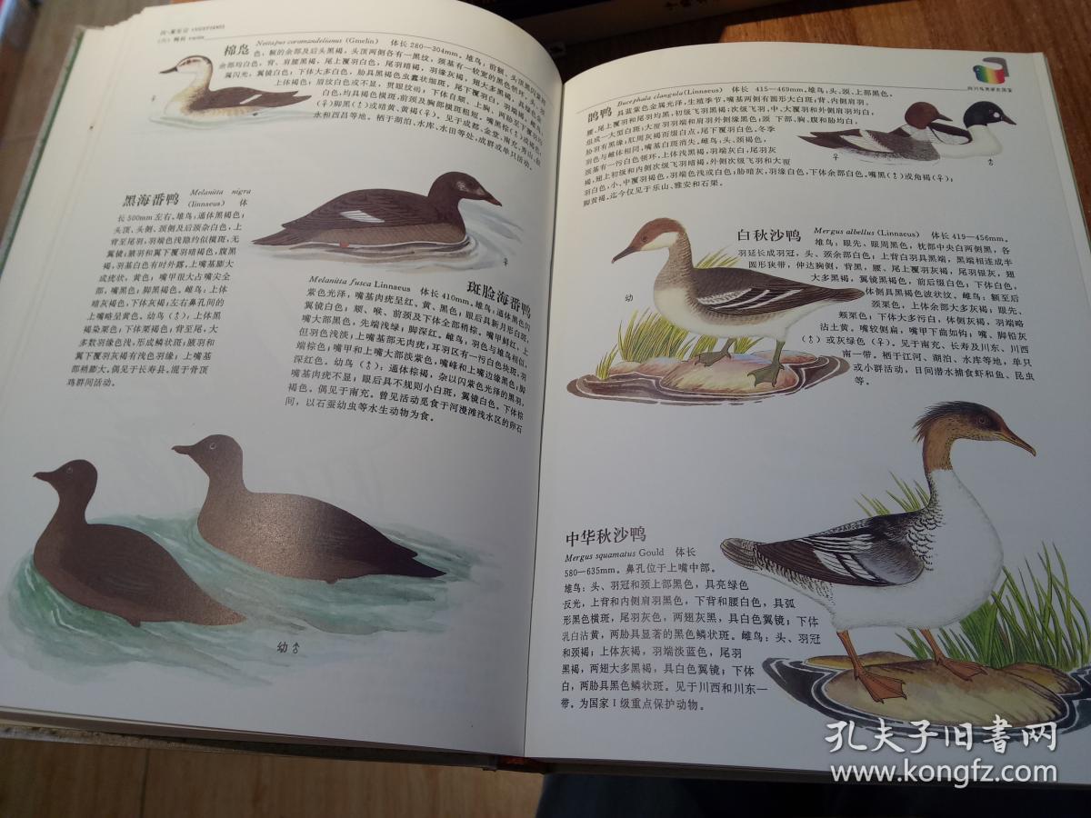 《四川鸟类原色图鉴》