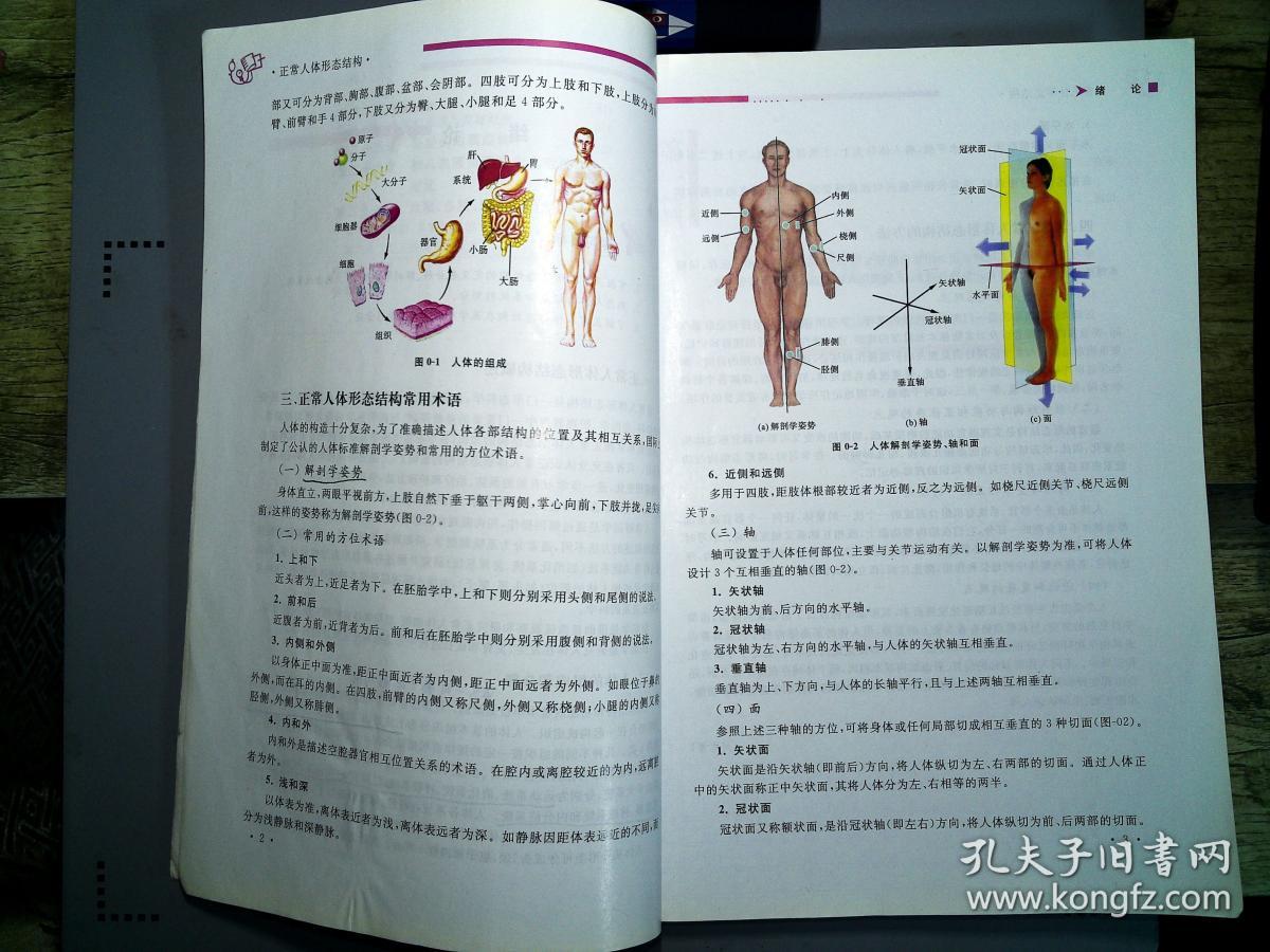 第五节 胸腺  第六节 松果体  第八篇 人体胚胎学概要  第二十四章