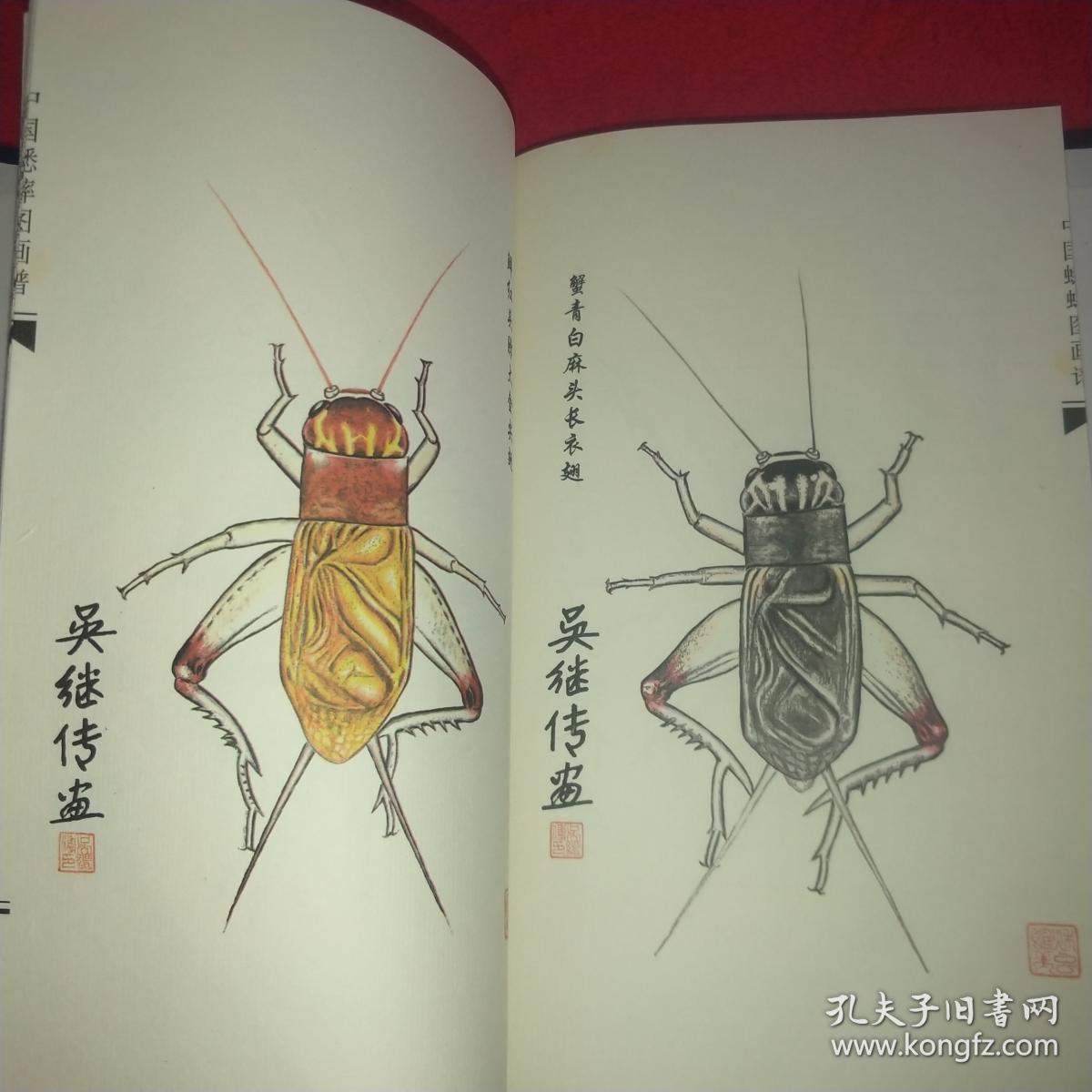 中国蟋蟀图画谱