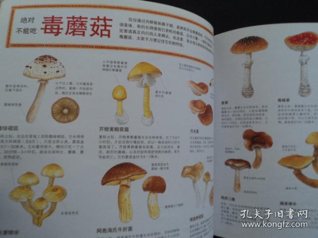 【自然图鉴】我们的蘑菇朋友