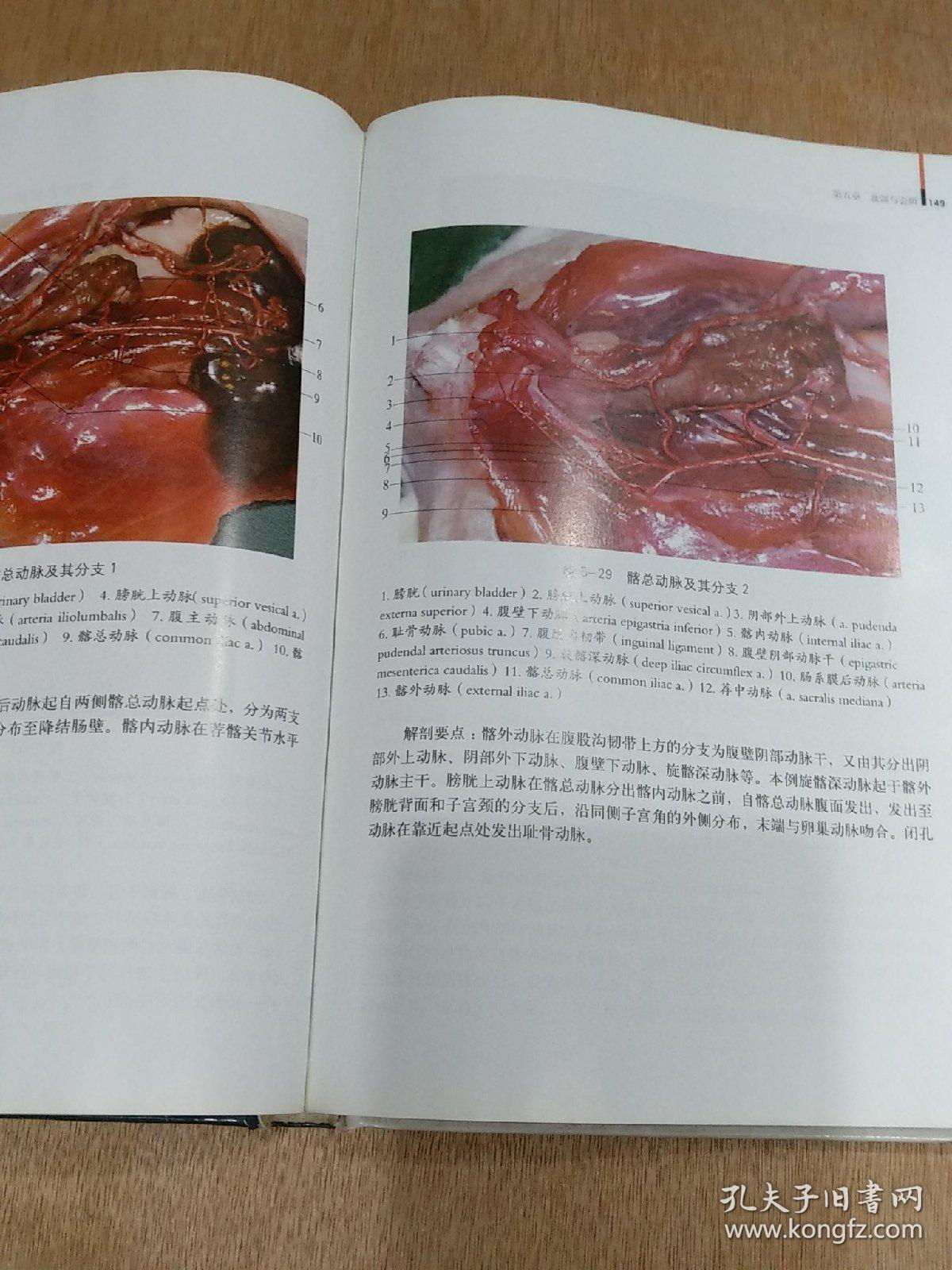wistar大鼠解剖图谱