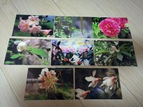 黄山花卉明信片7张
