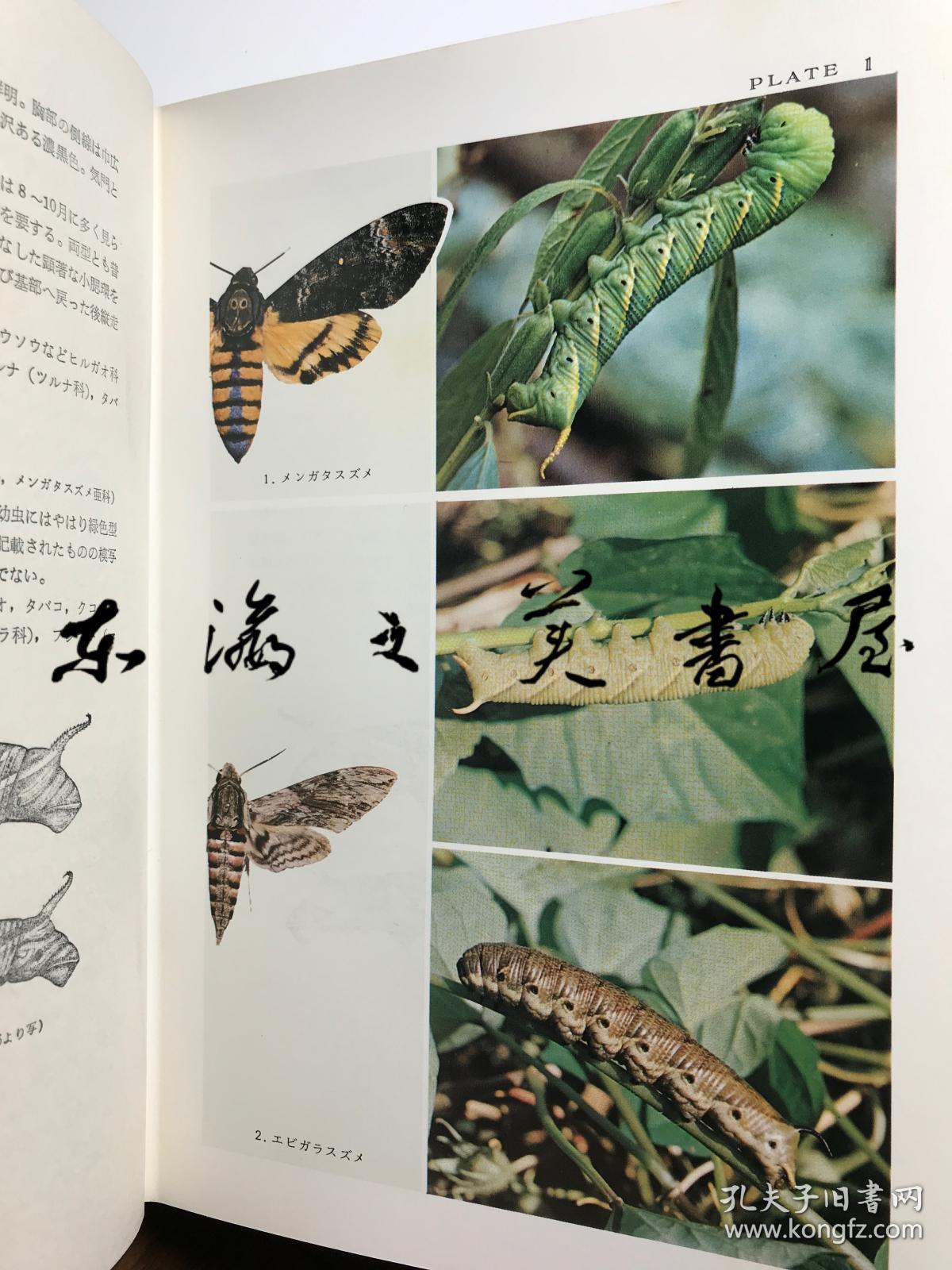 日文原版/带函套/软皮书衣/原色日本蛾类幼虫图鉴上下