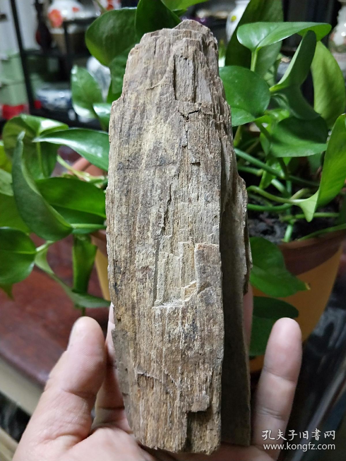 木化石,摆件