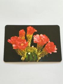 年历卡片。《花》。香港制作。