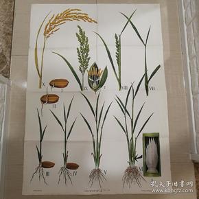 1966年1开宣传画水稻成长过程