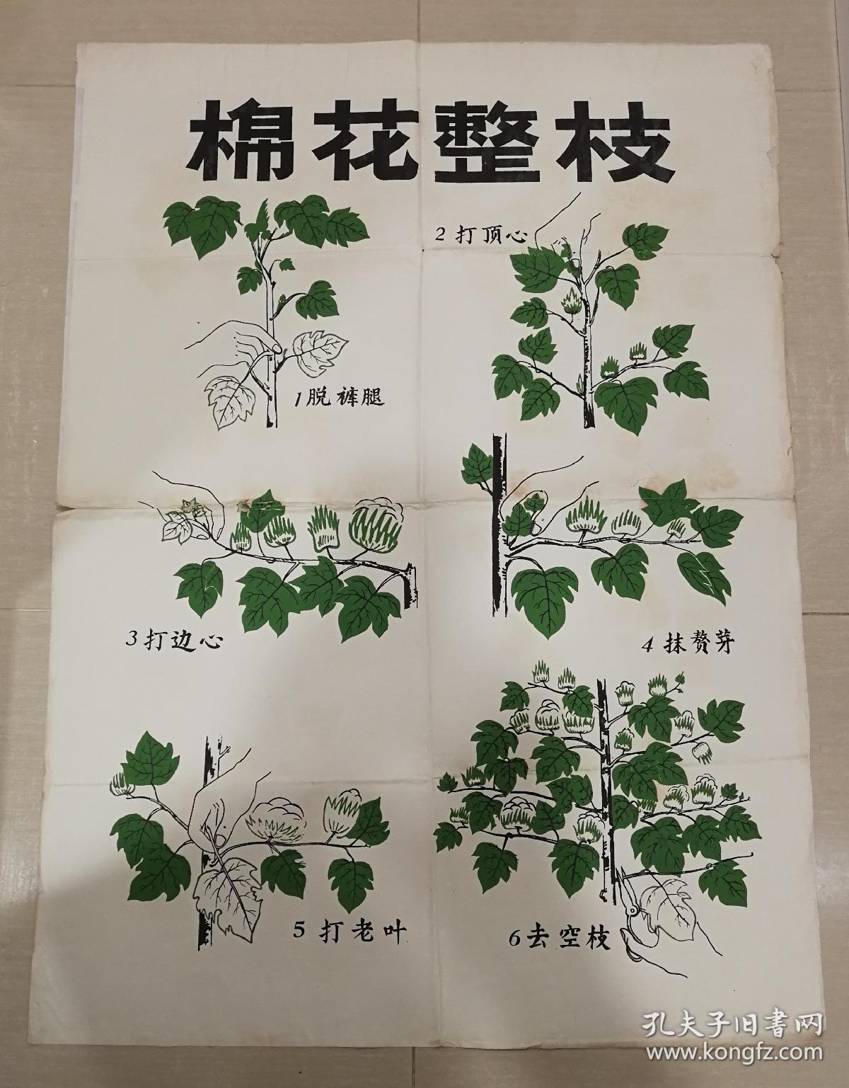 1960年棉花整枝手绘图出版原稿一幅大开