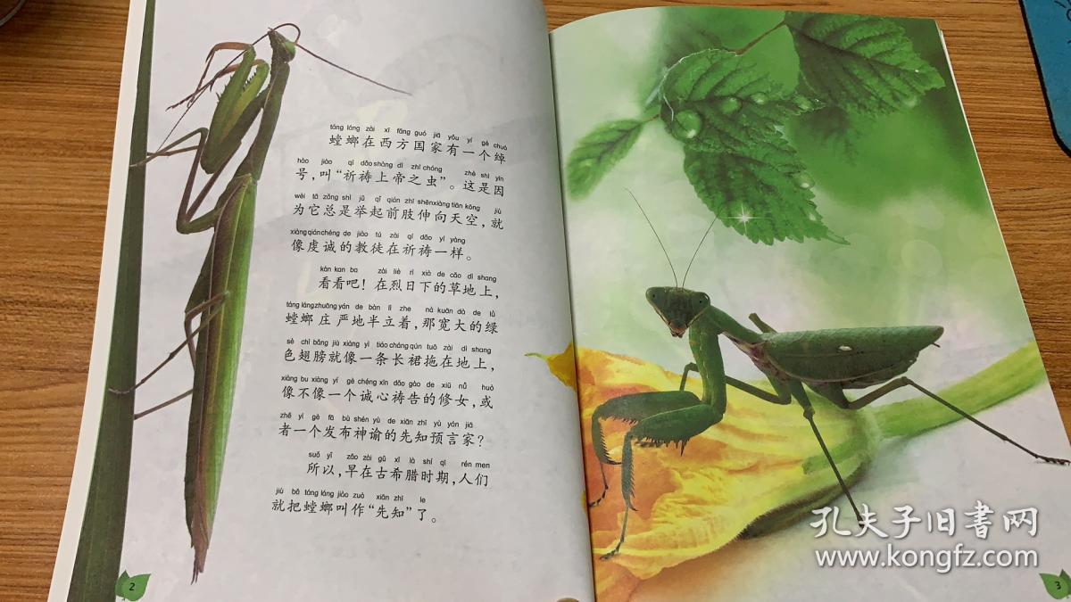 超有趣的昆虫记. 螳螂