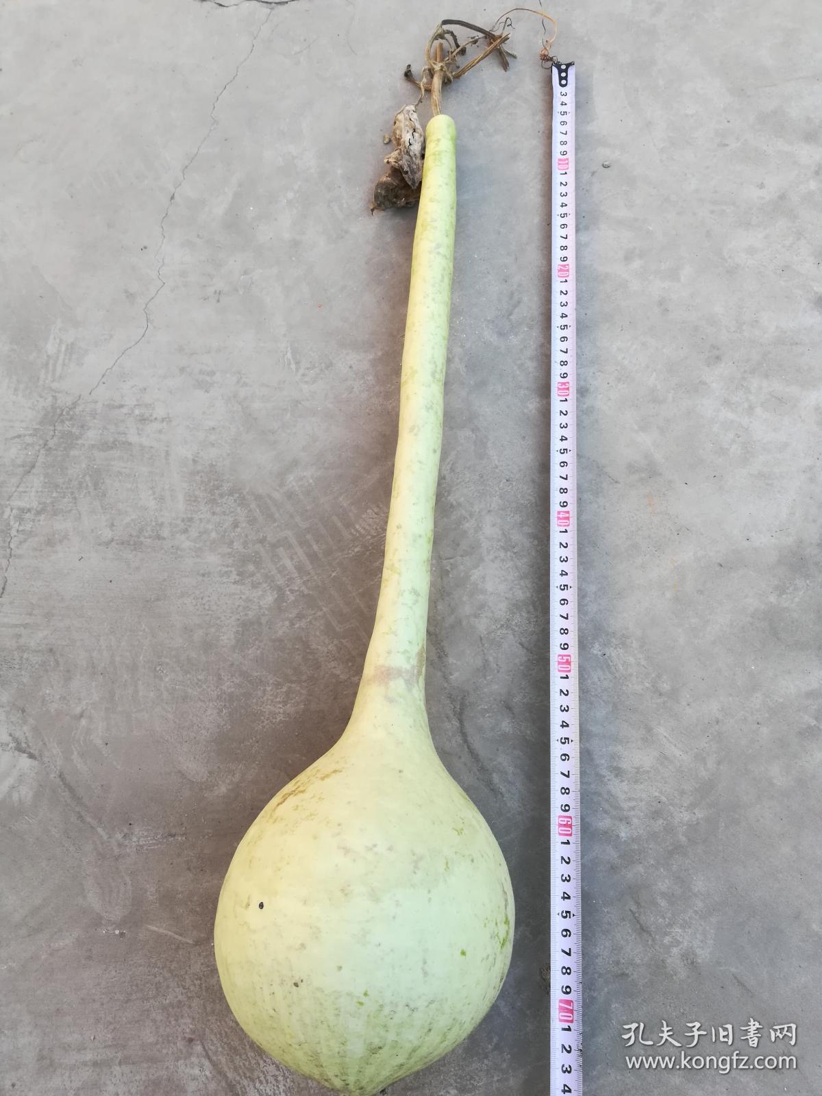 文玩葫芦;长柄葫芦长约70厘米葫芦里有种子