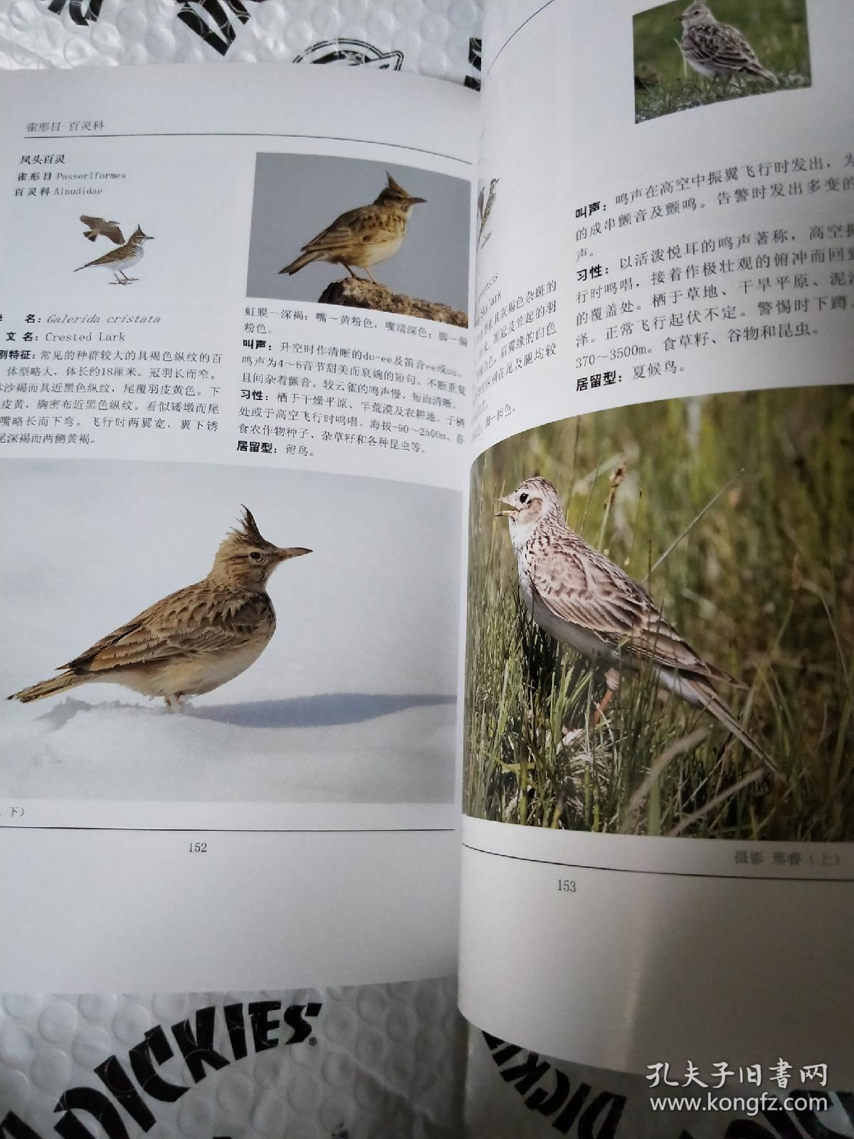 中国·新疆喀什野生鸟类图鉴