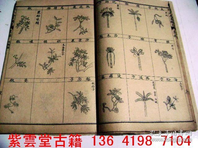 清;中草药[本草纲目图册#1251