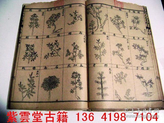 清;中草药[本草纲目图册] #1251_明;李时珍_孔夫子