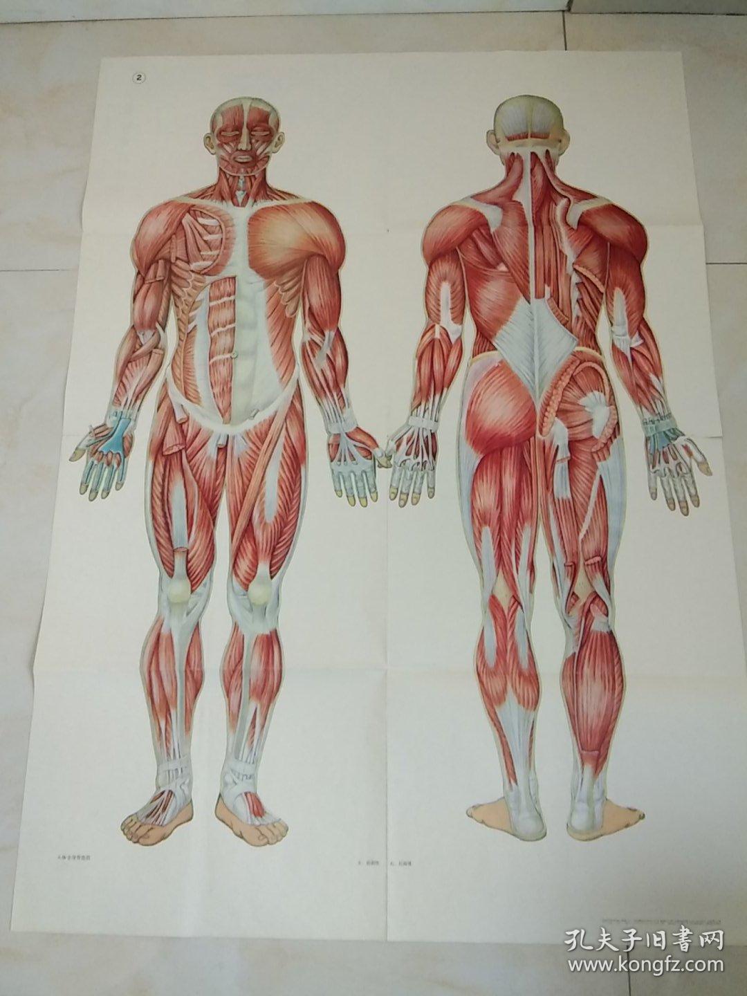 人体全身骨骼.人体全身骨骼肌.挂图共5幅