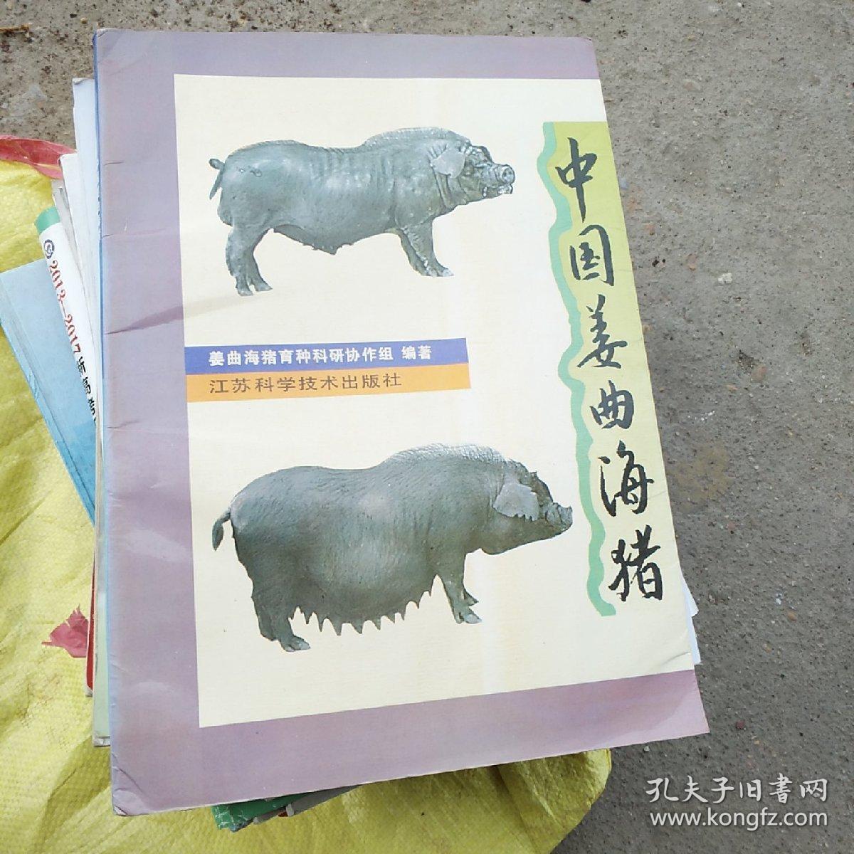 中国姜曲海猪