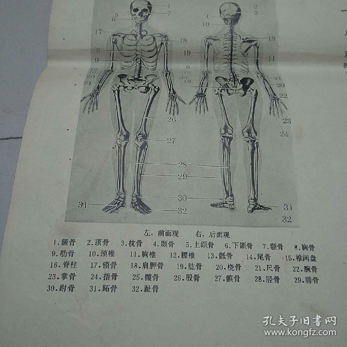 初中课本生理卫生教学挂图——人体全身骨骼