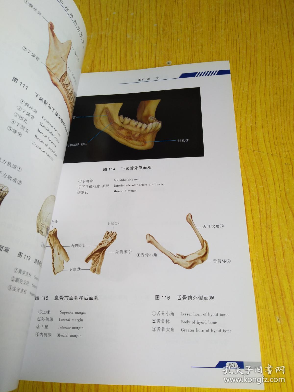 实用口腔解剖学图谱(第2版)