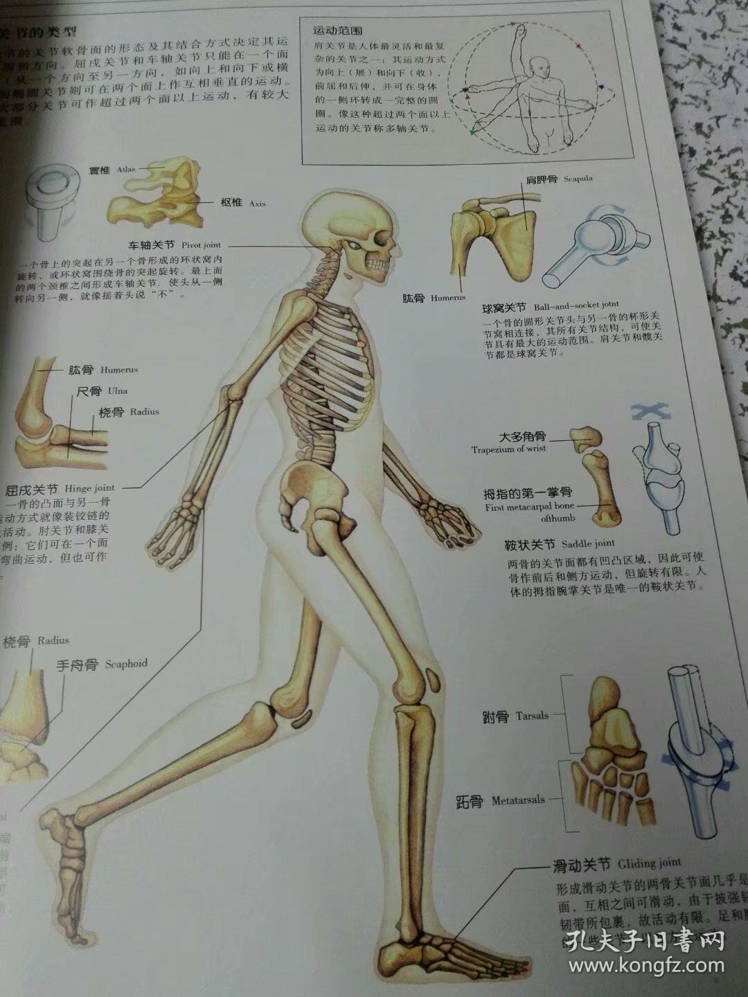 人体:人体结构,功能与疾病图解 正版彩图