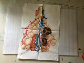初中课本生理卫生教学挂图--肺泡的构造