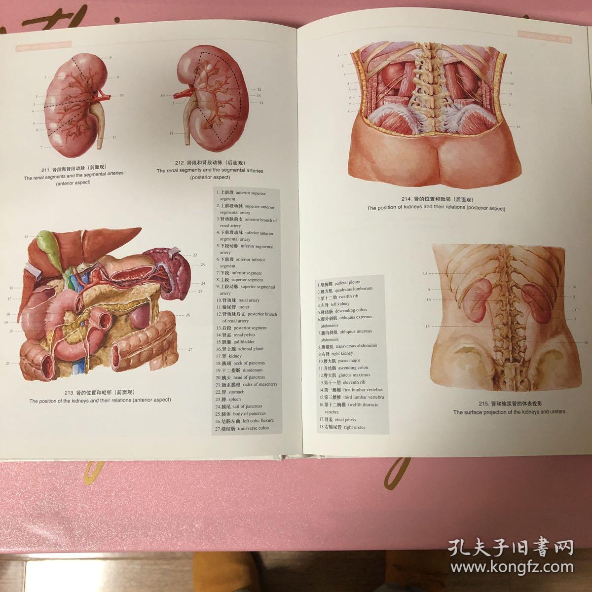 人体解剖学彩色图谱