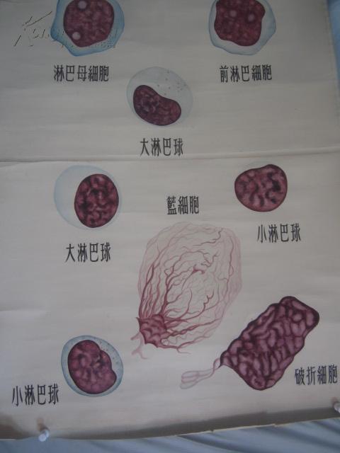 5-60年代 手绘 山东医学院挂图一张 淋巴细胞系统 尺寸149*103厘米