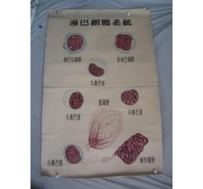 5-60年代 手绘  山东医学院挂图一张   淋巴细胞系统  尺寸149*103