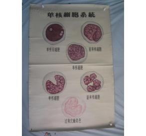 5-60年代 手绘 山东医学院挂图一张 单核细胞系统 尺寸149*103厘米