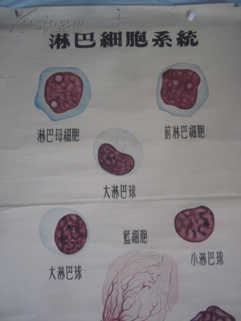 5-60年代 手绘 山东医学院挂图一张 淋巴细胞系统 尺寸149*103厘米