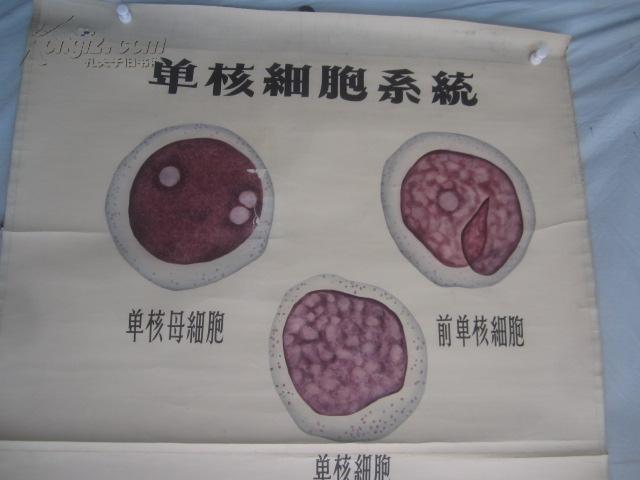 5-60年代 手绘 山东医学院挂图一张 单核细胞系统 尺寸149*103厘米