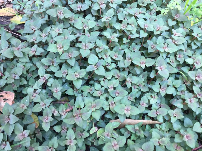 《治疗肾结石,胆结石的神草--金钱草》