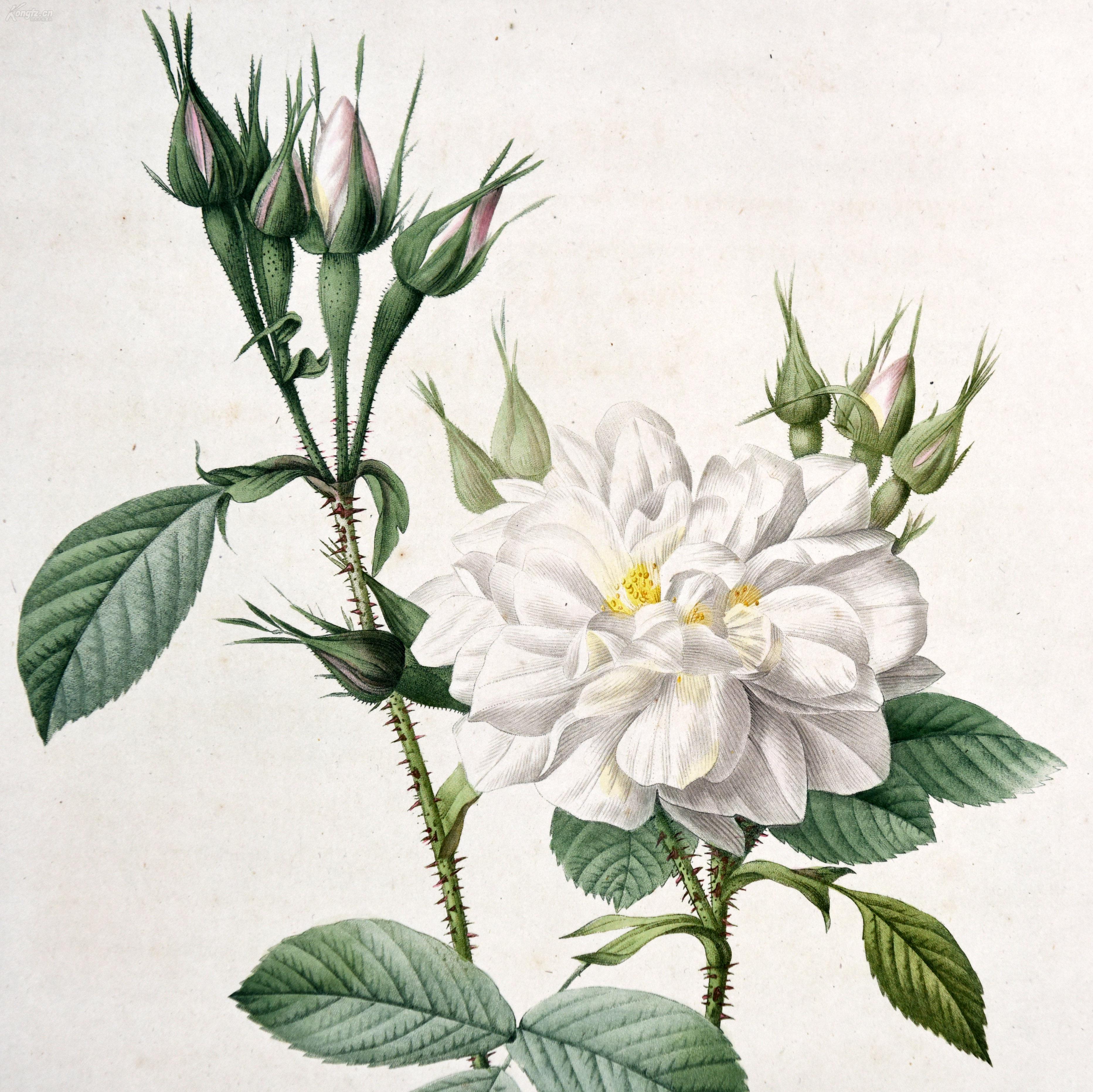 圣经大马士革白玫瑰1817年原版铜版画,植物图谱手绘插画客厅装饰画