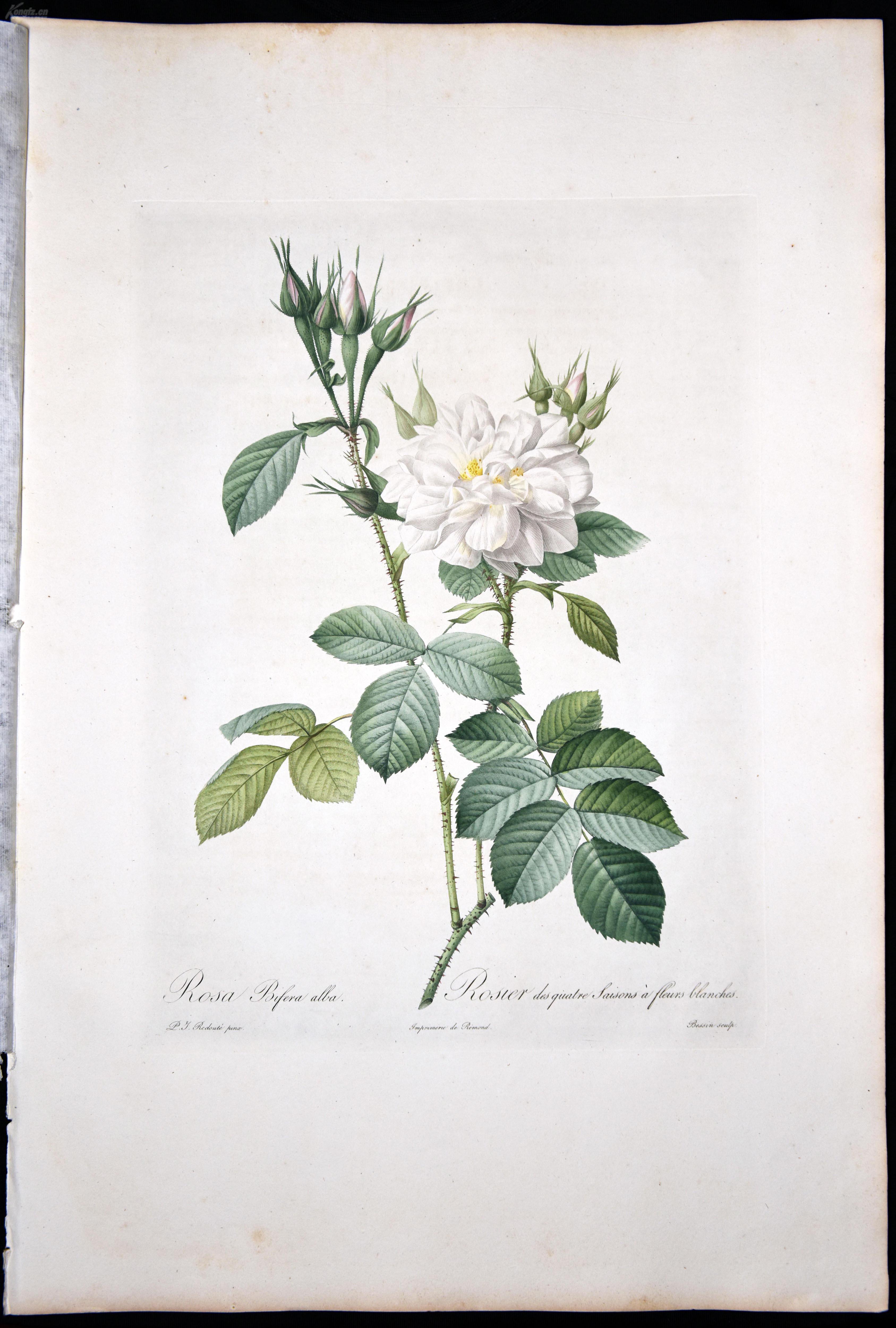 圣经大马士革白玫瑰1817年原版铜版画,植物图谱手绘插画客厅装饰画