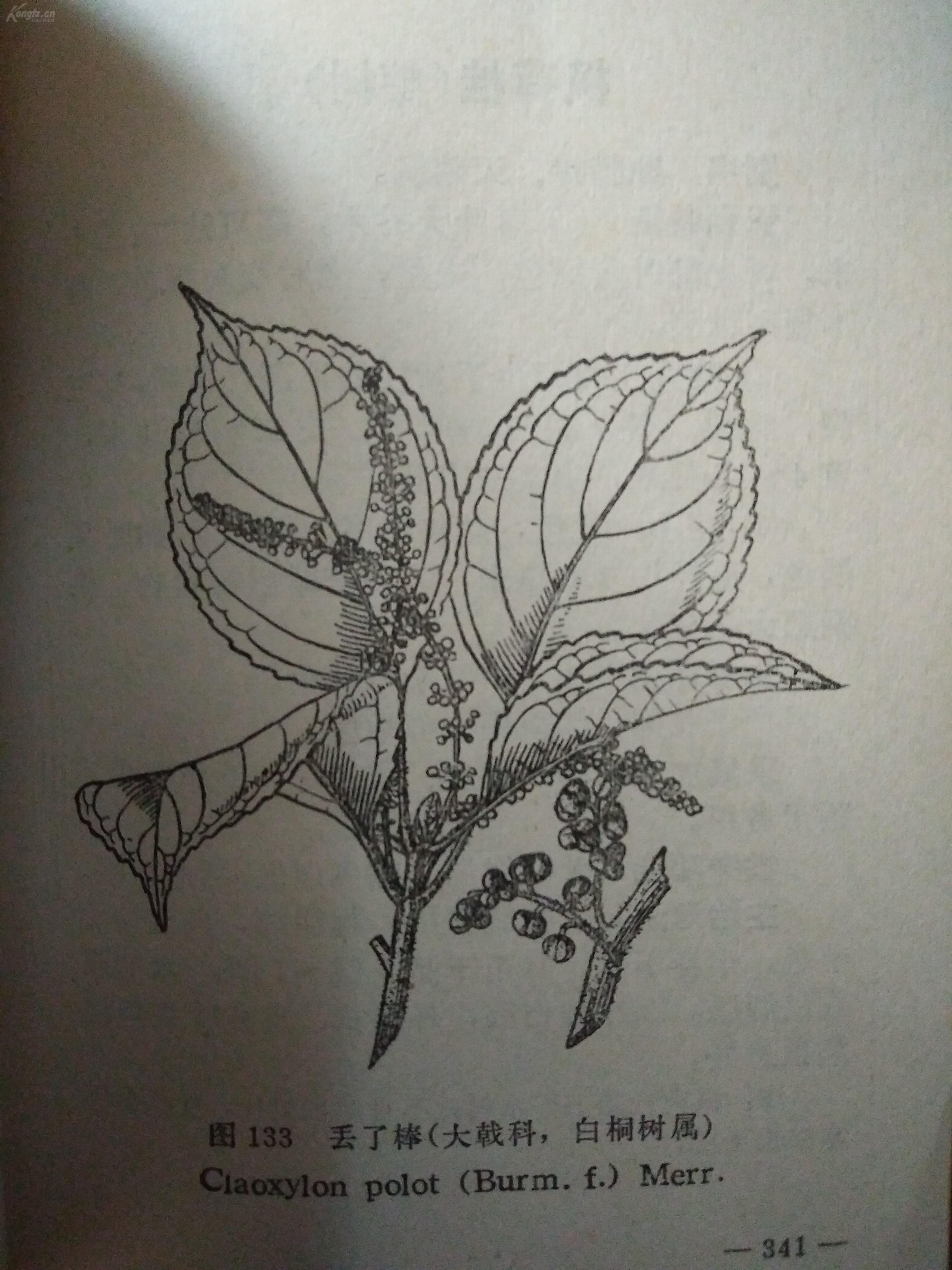 常用中草药手册有缺页