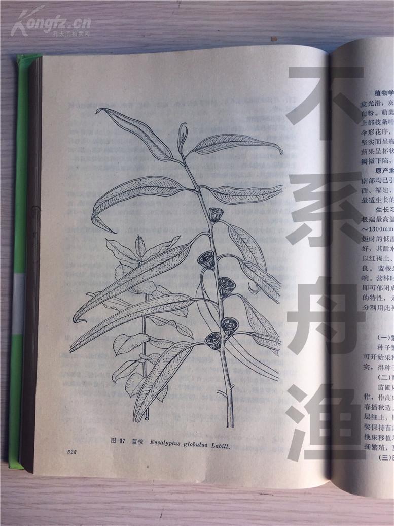 《中国香料植物栽培与加工》一书插图画稿第37图:蓝桉.