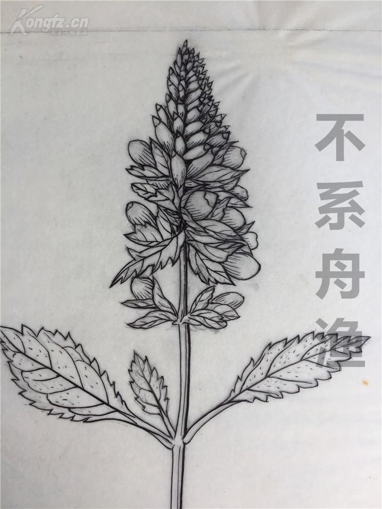 中国香料植物栽培与加工一书插图画稿第52图广藿香中国科学院北京植物
