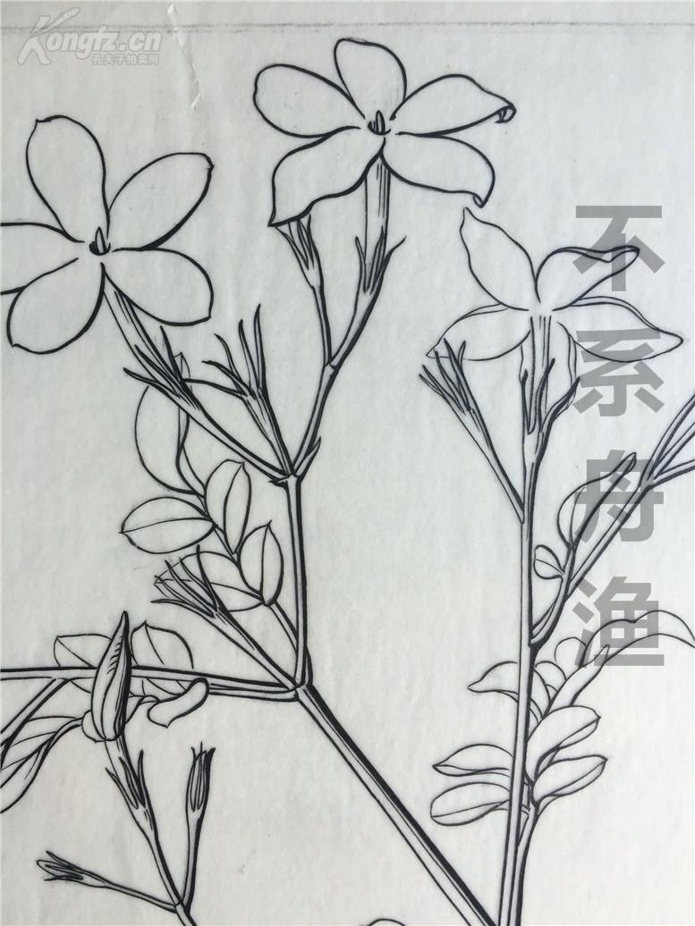 中国香料植物栽培与加工一书插图画稿第43图大花茉莉中国科学院北京