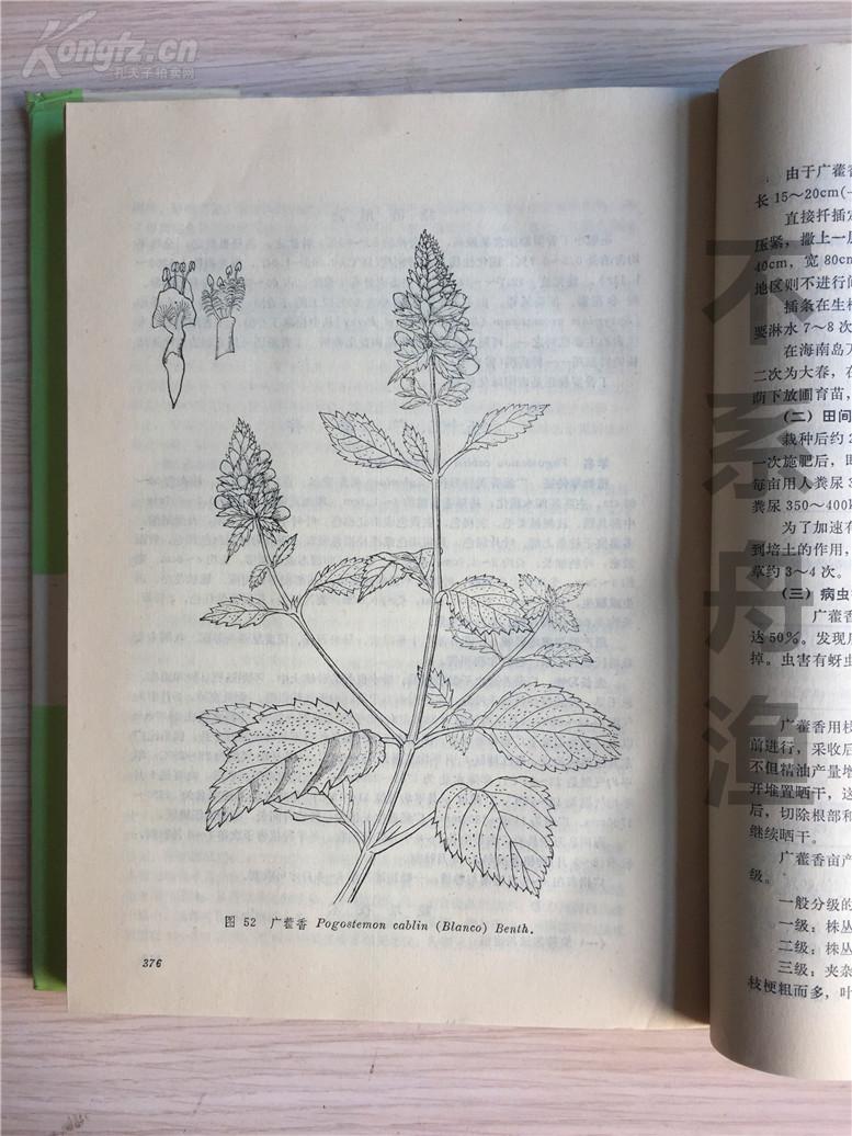 中国香料植物栽培与加工一书插图画稿第52图广藿香中国科学院北京植物