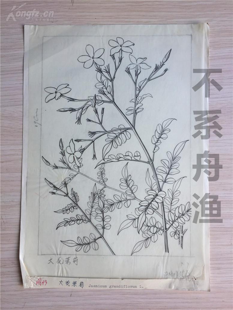 中国香料植物栽培与加工一书插图画稿第43图大花茉莉中国科学院北京