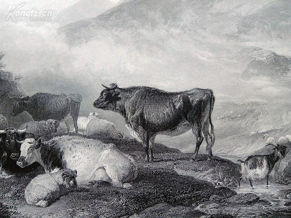 1854年钢版画《牛:清晨》(cattle: early morning)--出自托马斯